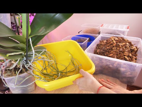 Видео: ПЕРЕСАДКА орхидеи. ХИТРЫЙ СПОСОБ СОХРАНИТЬ КОРНИ БЕЗ ПОТЕРЬ И КОРУ ЗАСУНУТЬ БОГАТЫЕ ВОЗДУШНЫЕ КОРНИ