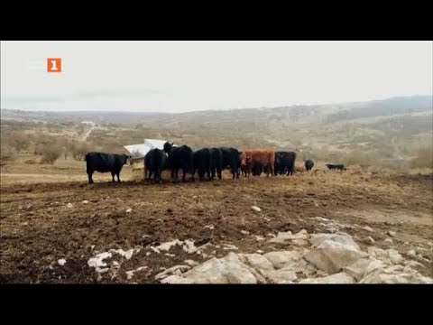 Видео: За вълците и скотовъдите в Сакар планина - "Бразди", 17.12.2022