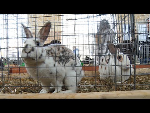 Видео: "Вухата" виставка у Виноградові зібрала 150 кролів