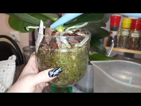 Видео: 🚿По Многочисленным просьбам/КАК ПОНЯТЬ ПОЛИВ ОРХИДЕЙ ВО МХЕ/И В ГОРШКЕ ДЛЯ МЕНЯ НЕОЖИДАННОСТЬ/НАЧИНА