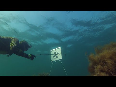 Видео: Преследование и пристрелка.  Арбалет Salvimar ARES 75 Подводная охота