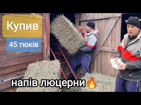 Видео: КУПИВ СІНА КРОЛЯМ НА ЗИМУ ПО ХОРОШІЙ ЦІНІ?🔥 КОМАНДНА РОБОТА - КИДАВ ТЮКИ ЧУТЬ ПУП НЕ РОЗВЯЗАВСЯ! 😱