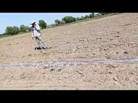Видео: Тамшылап суғару арқылы қарбыз егу.