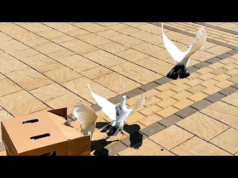 Видео: Завёз голубей на расстояние/Brought pigeons in the distance