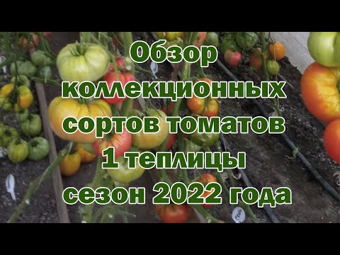 Видео: Обзор коллекционных сортов томатов 1 теплицы сезон 2022 года