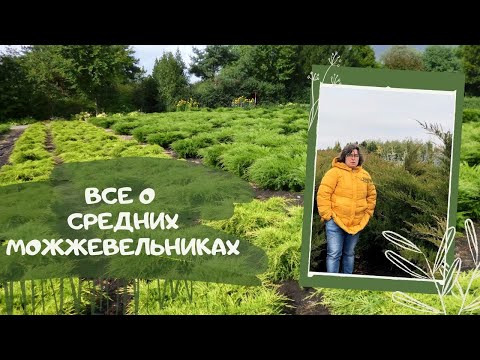 Видео: Все о средних можжевельниках.
