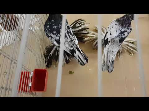 Видео: Выставка голуби Herford Germany 10.12.17 (1)