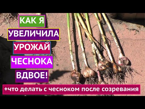 Видео: КАК ОПРЕДЕЛИТЬ КОГДА ВЫКАПЫВАТЬ ЧЕСНОК, КАК ЕГО ПРАВИЛЬНО ХРАНИТЬ И ЧТО ПОСЛЕ НЕГО ПОСАДИТЬ!