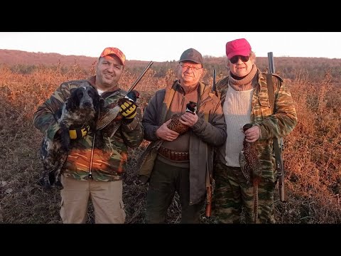 Видео: 2 охота - на фазана с русским спаниелем