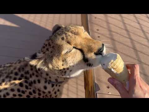 Видео: Потеряли Герду! А потом выманили за мороженое | Cheetah loves to eat ice cream