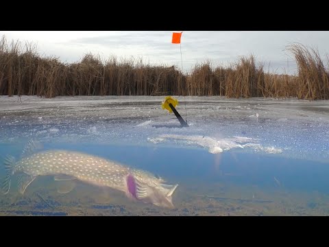 Видео: ЗАСНЯЛ ПОД ВОДОЙ АТАКУ ЩУКИ НА ЖЕРЛИЦУ! ЭТА ЗИМНЯЯ РЫБАЛКА В КАМЫШАХ УДИВЛЯЕТ!!!