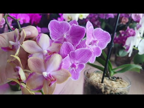 Видео: Phalaenopsis Taisuco Jasper и безименный сереневый биг лип  #Цветение 2025