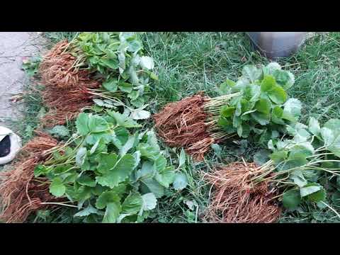 Видео: СУПЕР РАССАДА КЛУБНИКИ 🍓 АЗИЯ 🍓 068 145 51 57 НАТАЛЬЯ 💖 