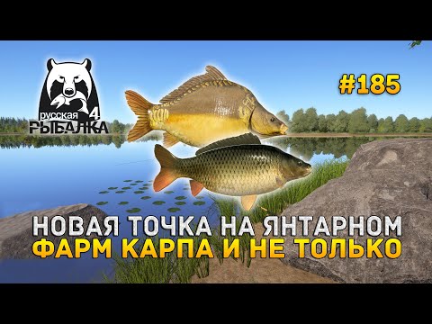 Видео: Новая точка на Янтарном. Фарм Карпа и не только - Русская Рыбалка 4 #185