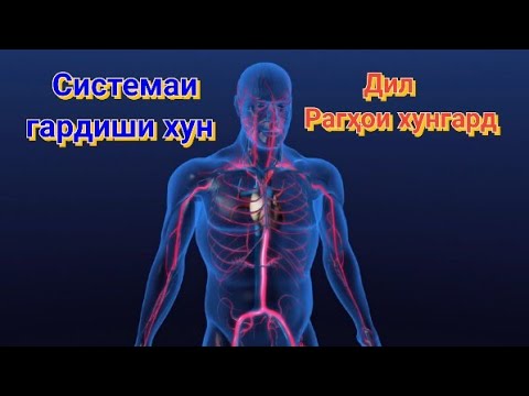 Видео: Системаи гардиши хун.| Дил | Рагҳои хунгард.