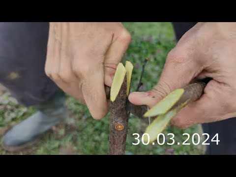 Видео: прививка черешни весной в марте