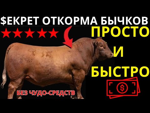 Видео: Главный секрет откорма бычков который никто не расскажет!