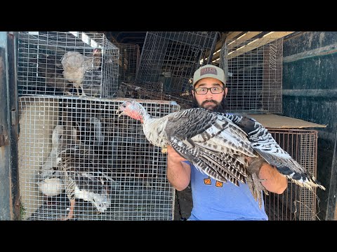 Видео: Переворачиваем птичек на крупнейшем аукционе животных амишей!!!