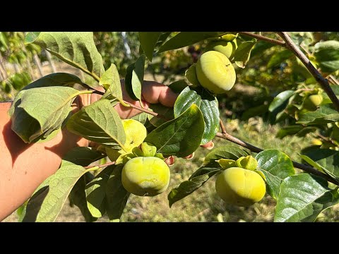 Видео: Прогулянка садом на початку вересня: азіміна, інжири, хурма . 