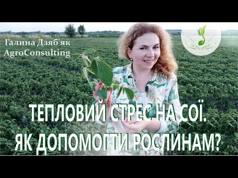 Видео: Тепловий стрес на сої. Як допомогти рослинам?