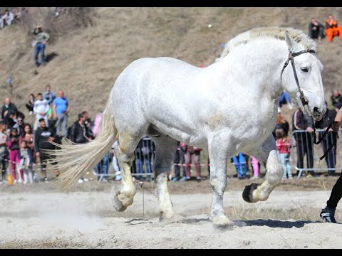 Видео: Магията на Тодоровден в Люлин планина  с конен турнир – 23.03.2024 г