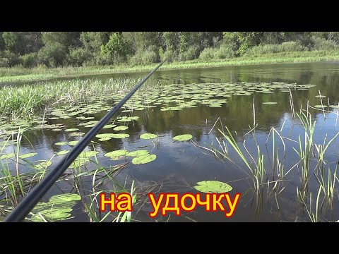 Видео: Удочка в тихом заливе иногда выручает при сильном ветре.
