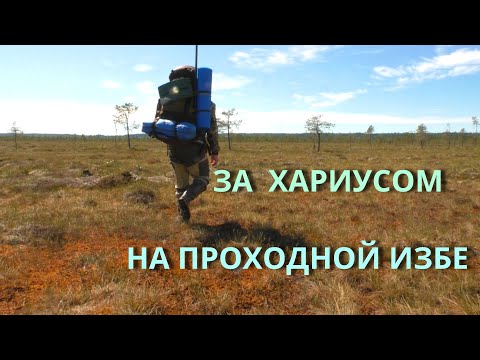 Видео: ПОЛНАЯ ЯМА МЕЛКОГО ХАРИУСА. ПЕШИЙ ПОХОД НА ИЗБУ. ЧАСТЬ 1.
