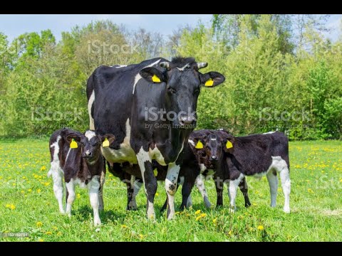 Видео: Как рассчитать дату отела?