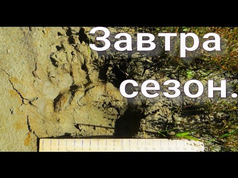 Видео: Завершаю межсезонье обошел солонцы побывал на барсучьем городке спасение барсука рябчика нет совсем 