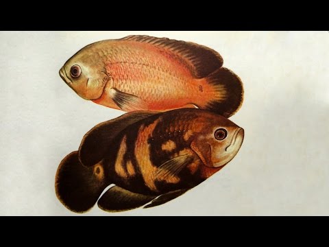 Видео: Астронотус (Astronotus ocellatus) - Аквариумные тропические рыбы № 15