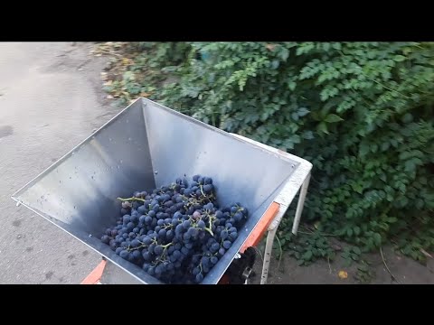Видео: Вино Изабелла
