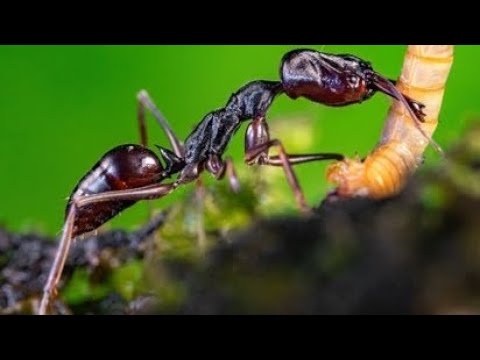 Видео: Odontomachus Monticola. Моя давняя мечта