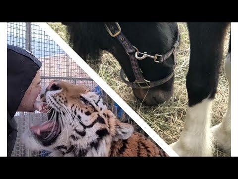 Видео: Пони Спирет и поцелуй доверия от тигра Астона)