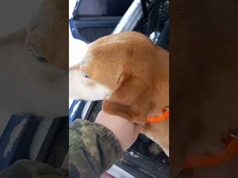 Видео: Охота с гончими!!!