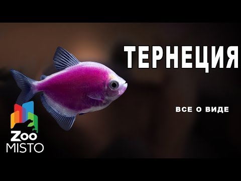 Видео: Тернеция - Все о виде рыбы | Вид рыбы - Тернеция