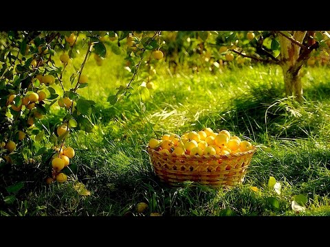 Видео: ЯН ФРЕНКЕЛЬ - "ЗА ОКНАМИ АВГУСТ", ст. И. ГОФФ,  исп. И. ТАЛАНОВА