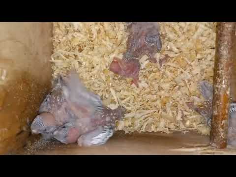 Видео: Самка волнистого попугая ощипывает птенцов.
