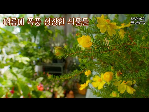Видео: Растения, которые летом росли как буря