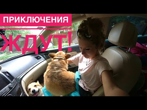 Видео: Путешествие с собаками!🚗 Будем жить в палатке! 🏕День 1 часть 1 VLOG
