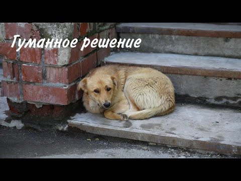 Видео: Решение проблемы бездомных животных