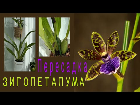 Видео:  ЗИГОПЕТАЛУМ удивил КОРНЕВОЙ😱 хочу ЕЩЕ‼️