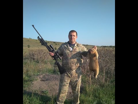 Видео: Охота на сурка "байбака" 2021