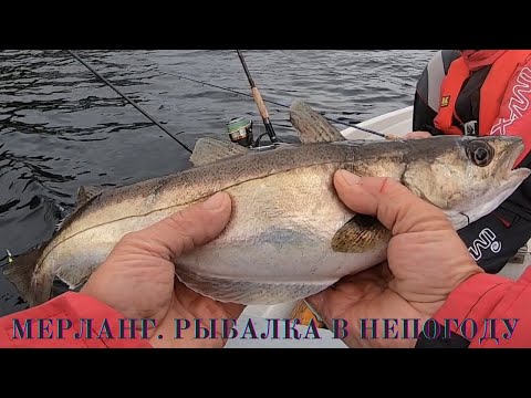 Видео: МЕРЛАНГ. РЫБАЛКА В НЕПОГОДУ.