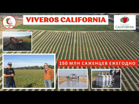 Видео: Viveros California. Испания.Интервью с коммерческим директором. Питомник саженцев земляники садовой.