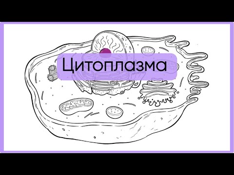 Видео: Цитоплазма клетки за 5 минут
