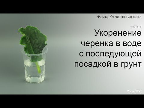 Видео: Курс 1. Часть 9. Укоренение черенка фиалки в воде с последующей посадкой в грунт.