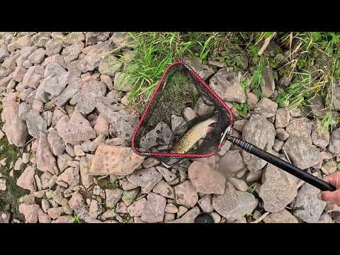 Видео: ТРОФЕЙНИЙ ГОЛОВЕНЬ 🦈  Фрикціон співучий- душа співає 🎶