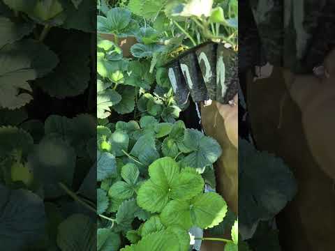 Видео: Саджанці полуниці ,сорту Маріека.Останні відправки .0662934604.