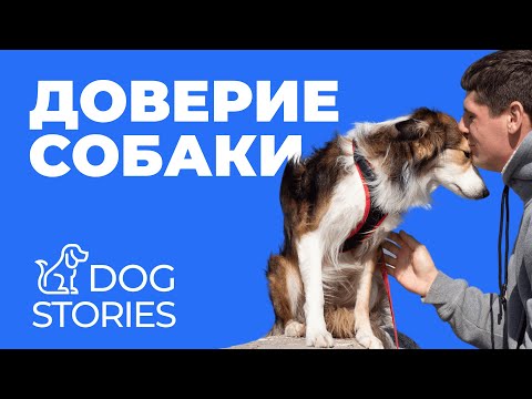 Видео: Как понять доверяет ли вам собака 🐕 Признаки, ошибки и работа с доверием