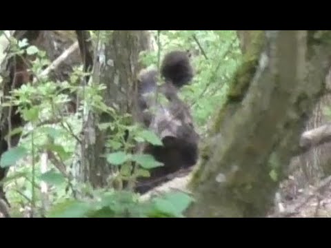 Видео: Честная охота на кабана с подхода! Ночуем в лесу.